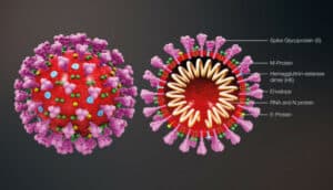 The structure of SARS-CoV-2. Credit: Scientific Animations™